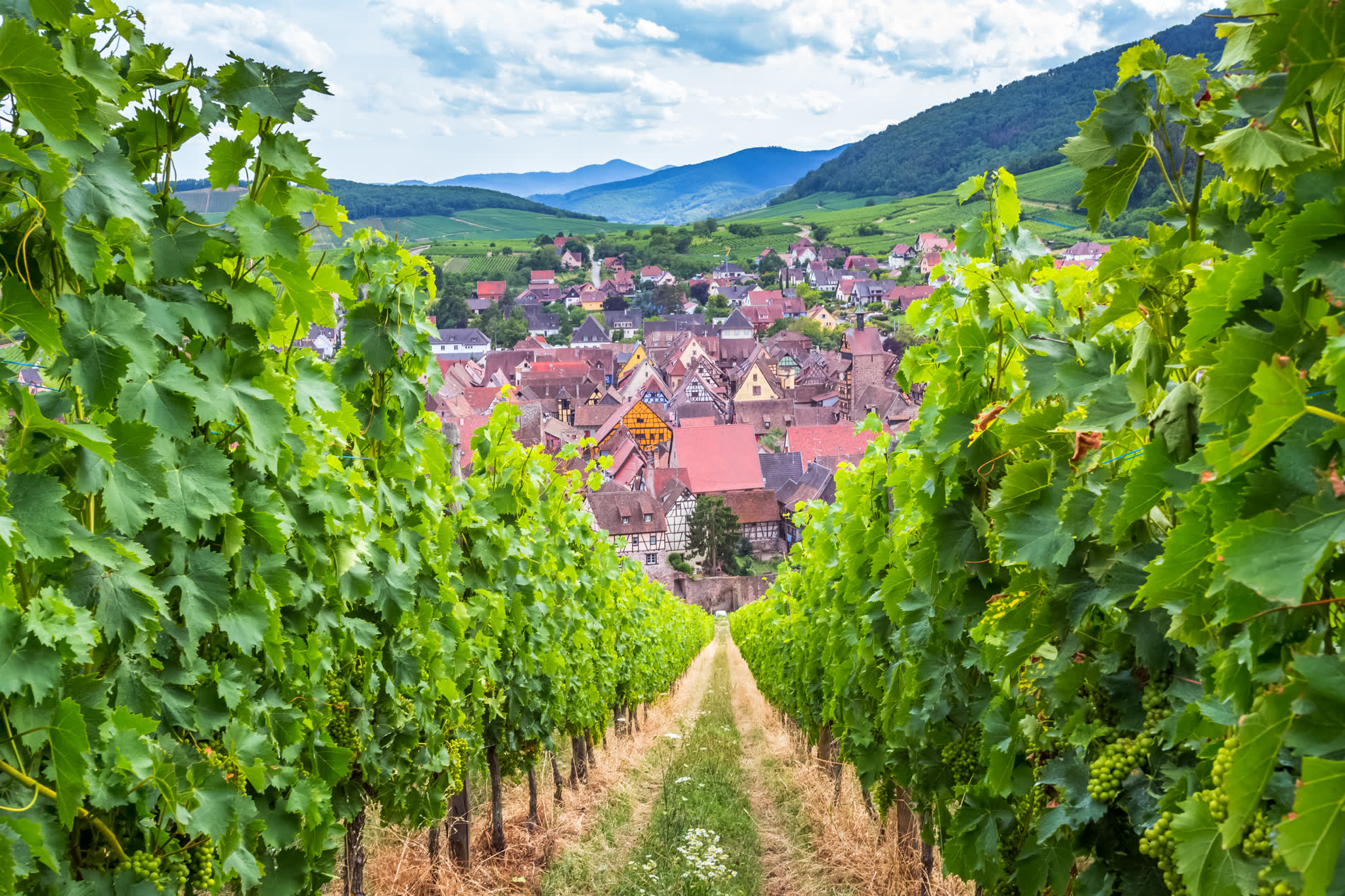Weinbergsgasse zwischen Reben, am Ende ein Dorf mit roten Dächern und dahinter bewaldete Hügel